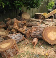 Stump Grinding Cost Stump Removal Cost Price Best Price Save Discount Atlanta Georgia Fulton, Forsyth, Gwinnet, Dekalb, Cobb, Cherokee counties